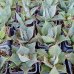 Agave parrasana (Agáve) ´GLOBE´ - výška 5 cm, ⌀10 cm, kont. P11 (-15°C) Agave parrasana (Agáve) ´GLOBE´ - výška 5 cm, ⌀10 cm, kont. P11 (-15°C)